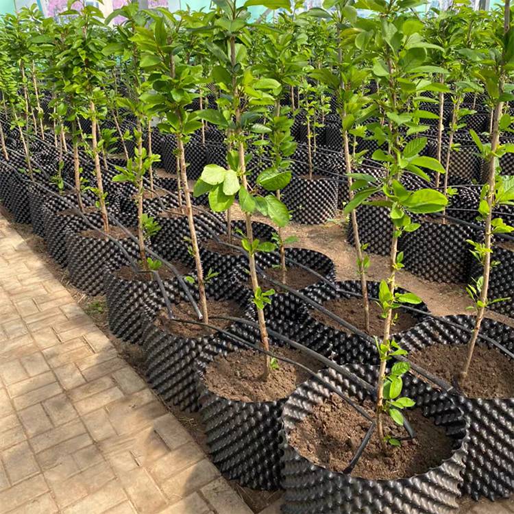 快速控根育苗控根容器园林植物栽培控根容器植物护根器辉门