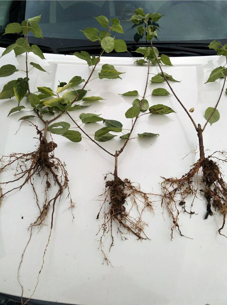 神仙豆腐树苗及叶片各种景观绿化树苗及树木