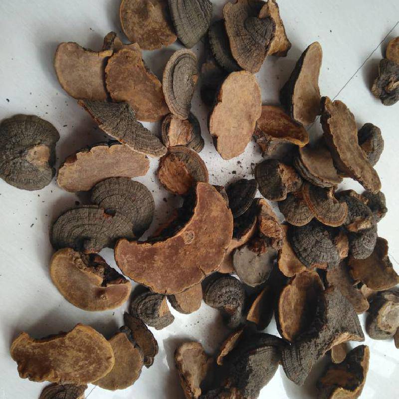 中药材槐耳药用价值  槐檽,槐菌 槐耳用法用量野生槐耳哪里购买便宜