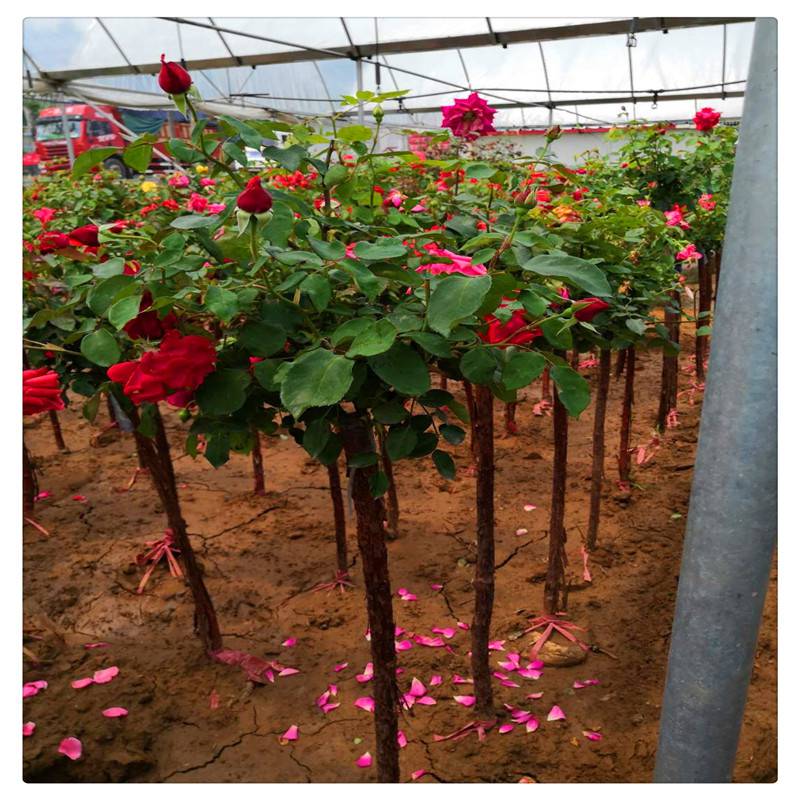 树桩月季树苗批发山东高杆月季树苗基地小青杆大花月季