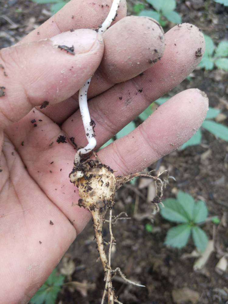 廣西崇左天等野三七種植基地天麻密環菌農村種植什麼藥材好