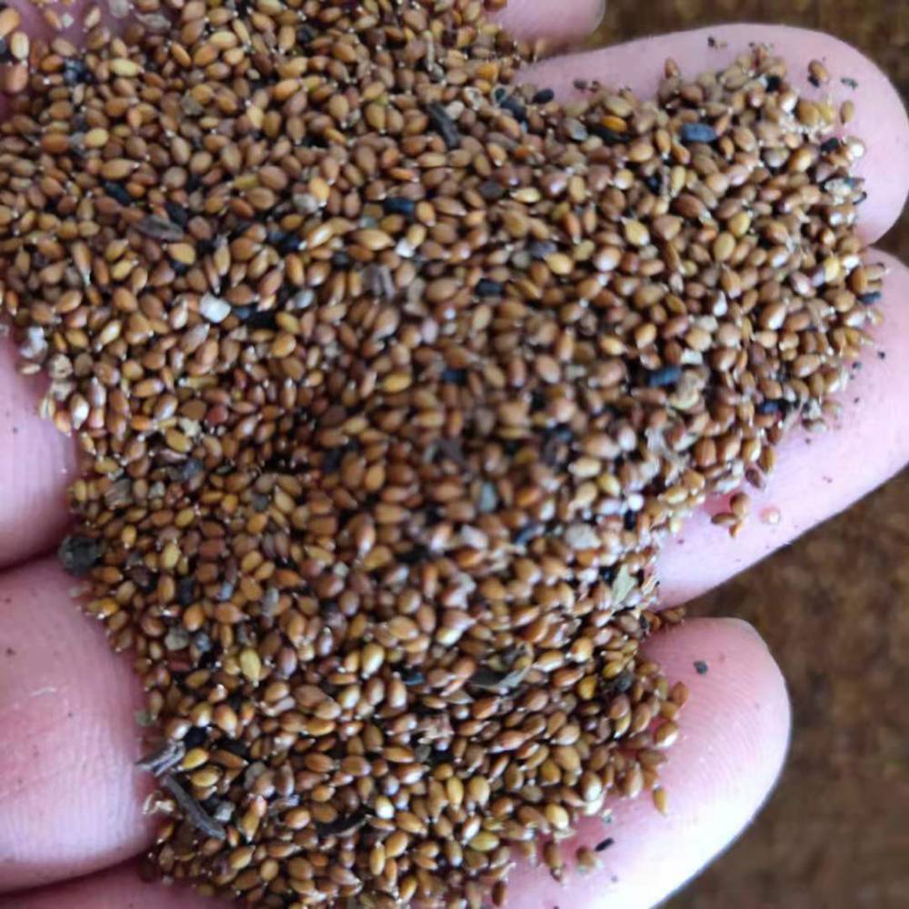 【夏枯草籽图片】夏枯草籽图片大全 - 亳州市谯城区一晨中药材专业