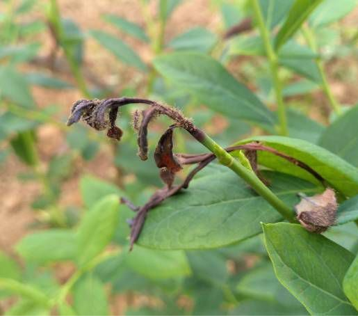 蓝莓枝枯病溃疡病如何区分如何