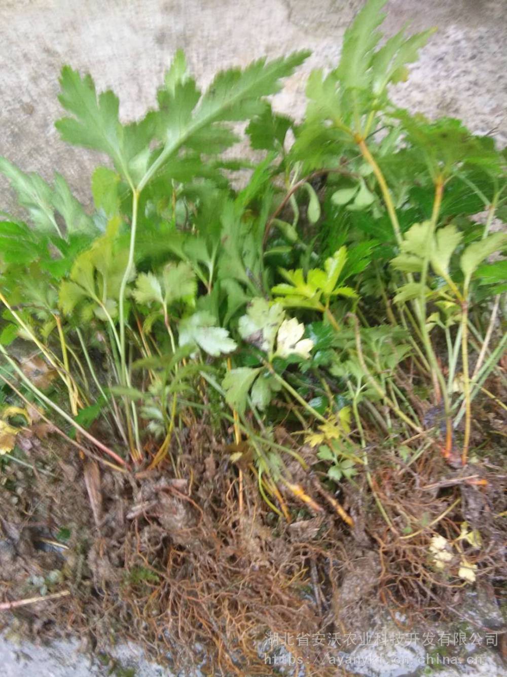 湖北黄连种苗黄连种苗鸡爪连黄连药苗
