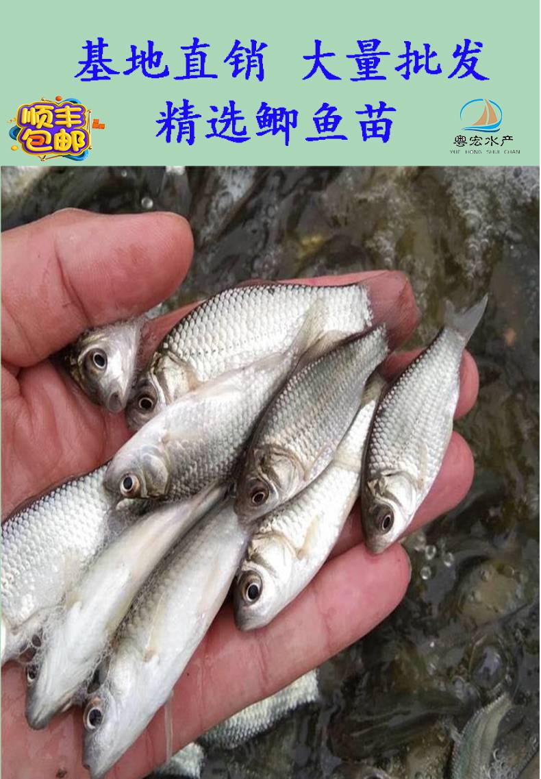 彭泽鲫鱼苗白鲫鱼订购杂交黄金鲫直售发货