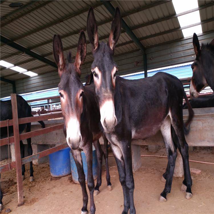 养10头肉驴一年的利润养驴挣钱为什么没人养2020驴价行情预测养多少头