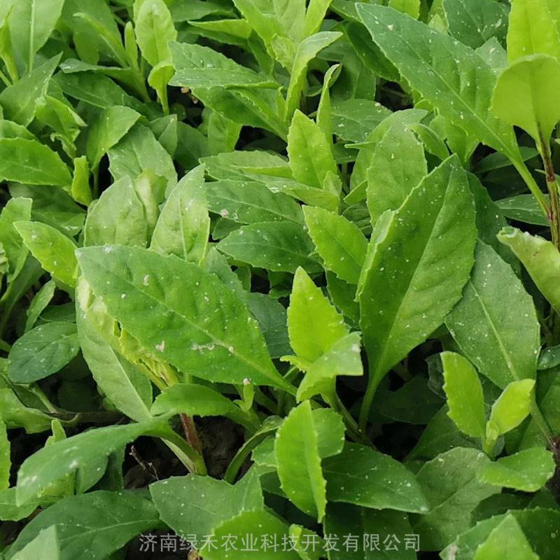 明月草苗盆栽金鸡毛草泰国草白凤菜白背三七降糖草蔬菜