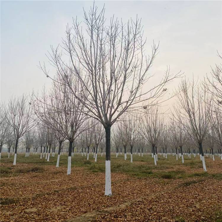 3cm白蜡树秋紫白蜡冠幅5米高8米适应性强