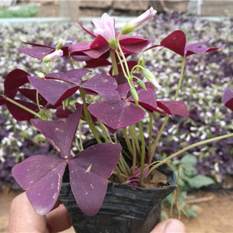 基地批发酢浆草 绿化用时令草花 酢浆草种子