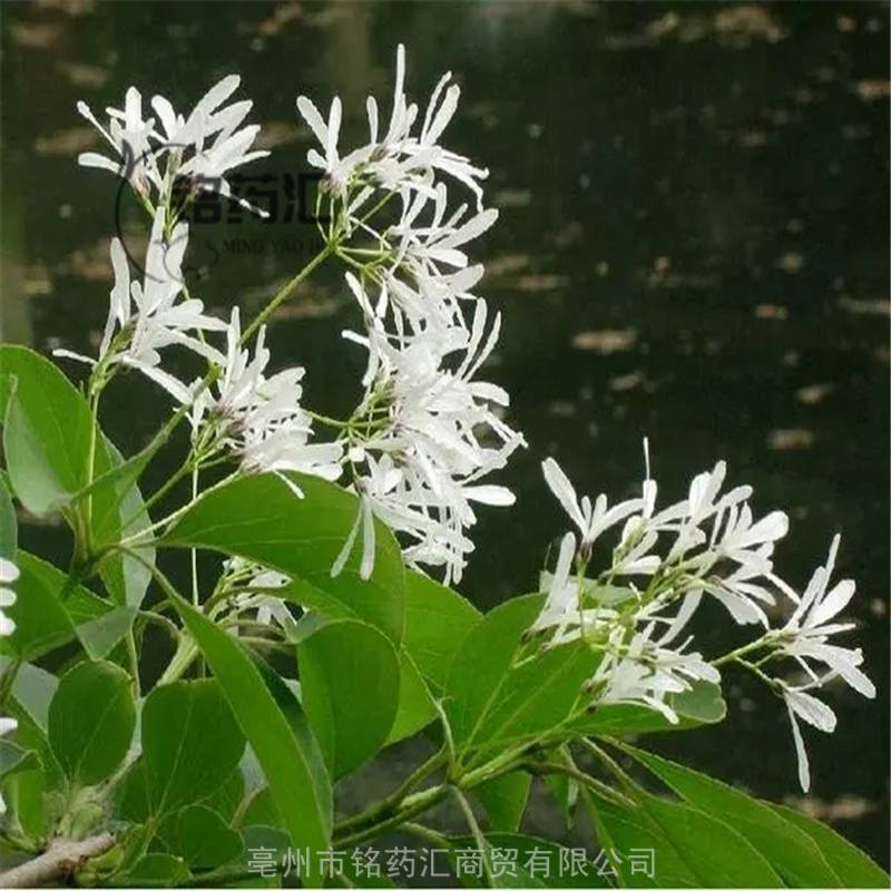 野生正宗四方藤宽筋藤红宽筋藤春根藤伸筋藤方根藤蚂蝗藤软筋藤