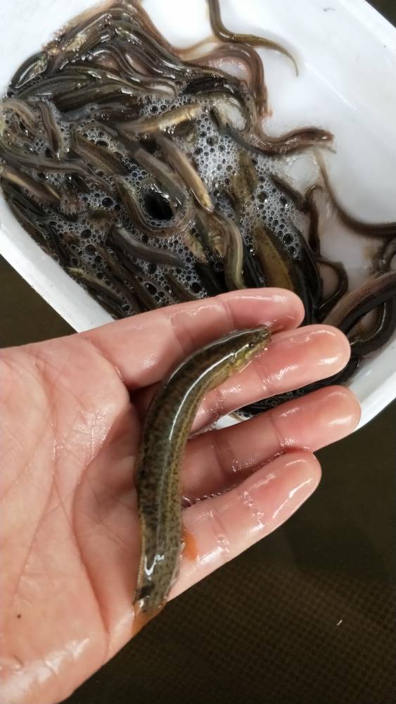 求購泥鰍魚苗臺灣泥鰍苗吃什麼