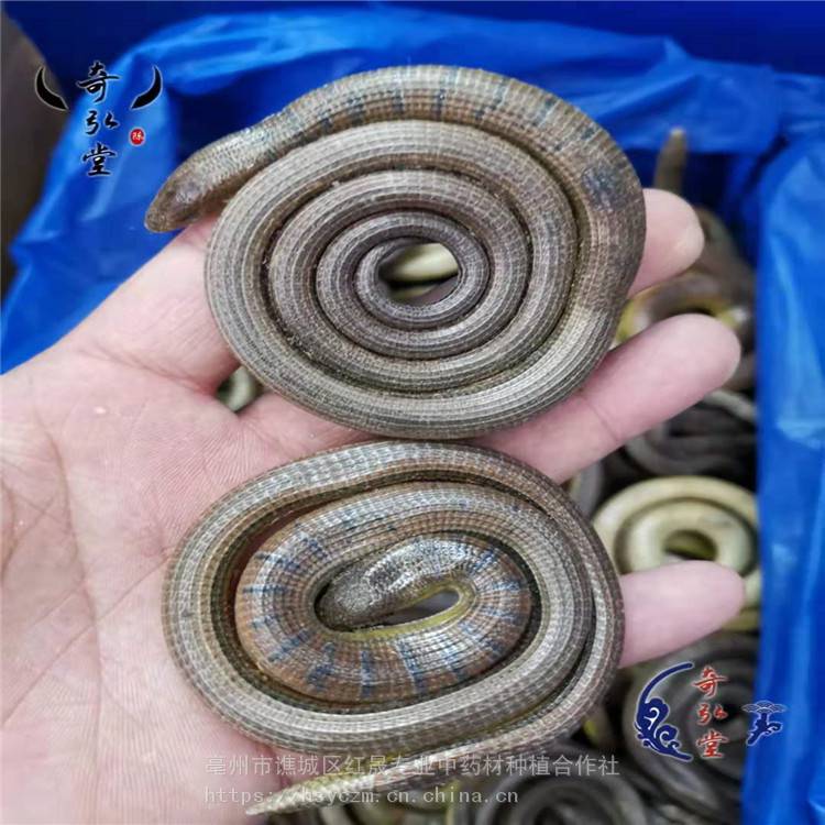 脆蛇产地 购买脆蛇 红晟 脆蛇质量正宗 长期出售