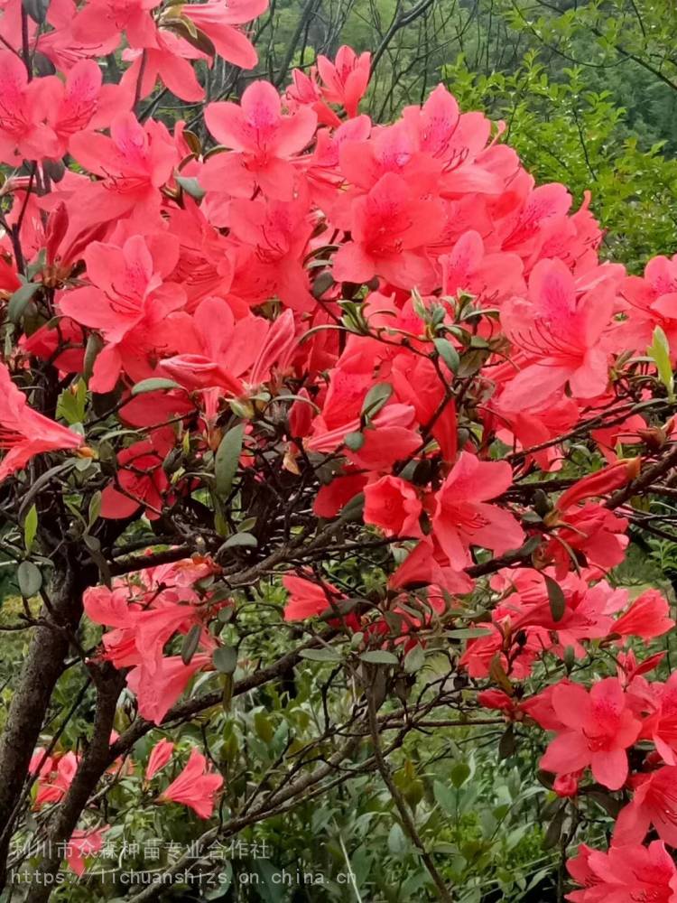 供應映山紅杜鵑花樹高山杜鵑利川杜鵑花樹眾森映山紅