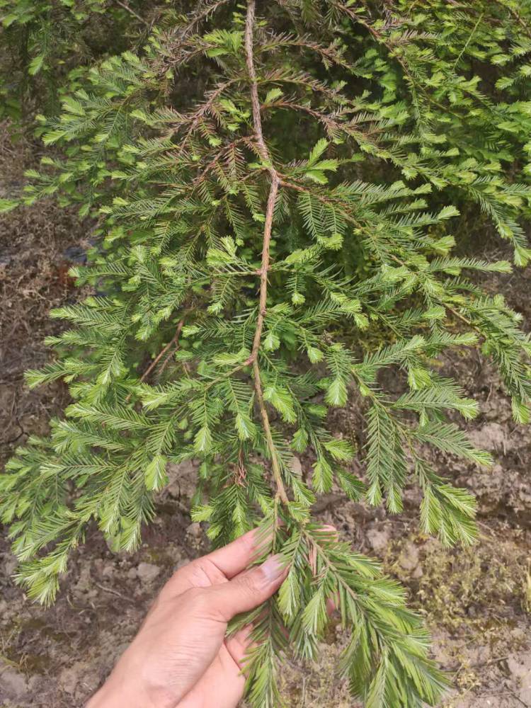 北美红杉杯苗价格北美红杉实生苗价格