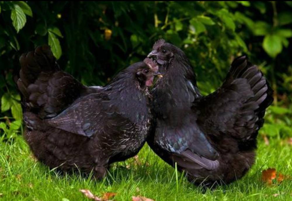 安徽京粉8号青年鸡峪口京粉8号青年鸡黑羽青脚产粉壳蛋京粉8号