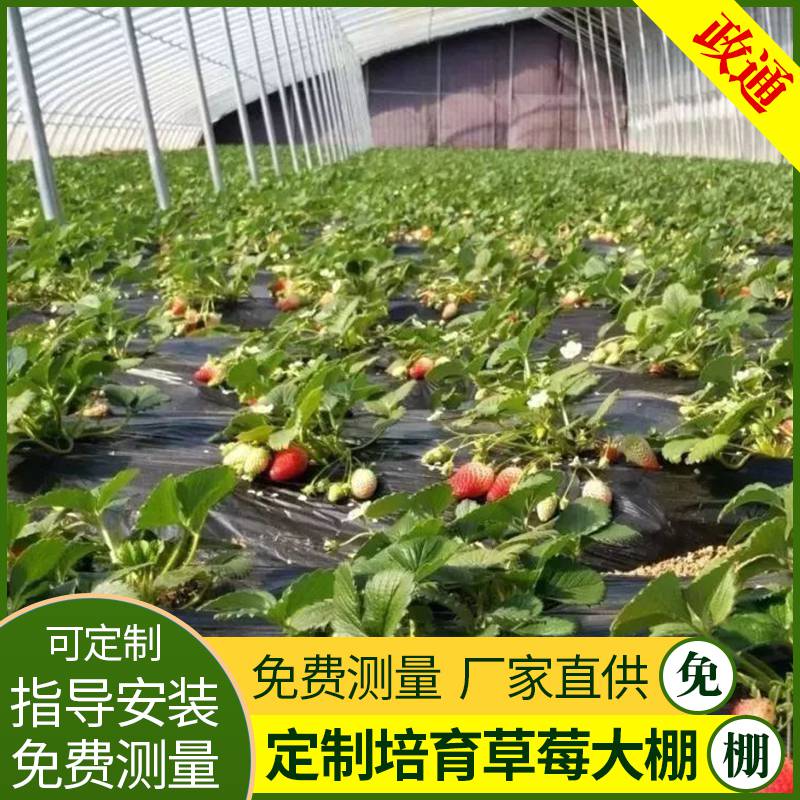 蔬菜大棚钢架安乡塑料种植大棚千吨库存