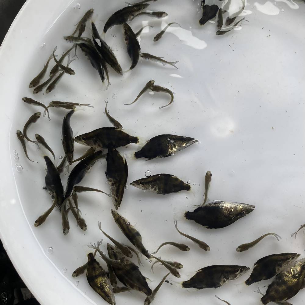 渔场规格35cm桂鱼苗全国包邮包活新手易上手