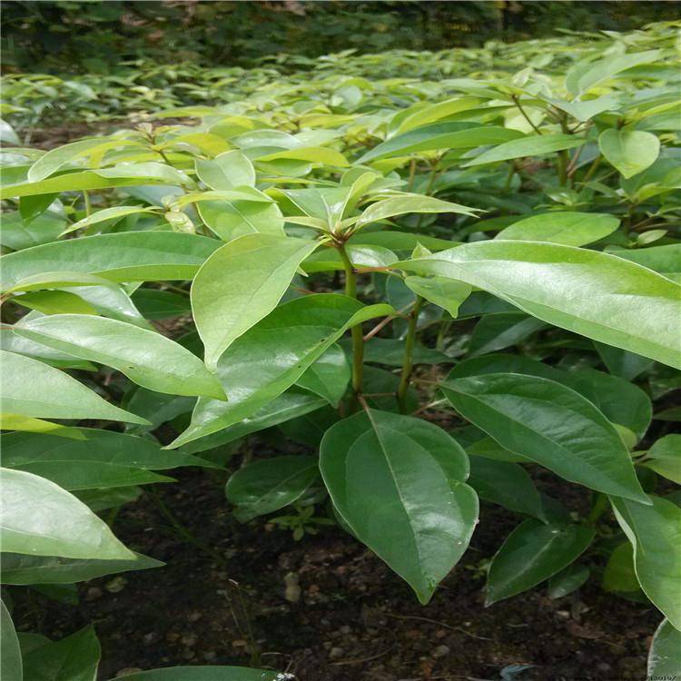 香樟杯苗大叶四季常青驱蚊树小苗庭院种植地栽绿