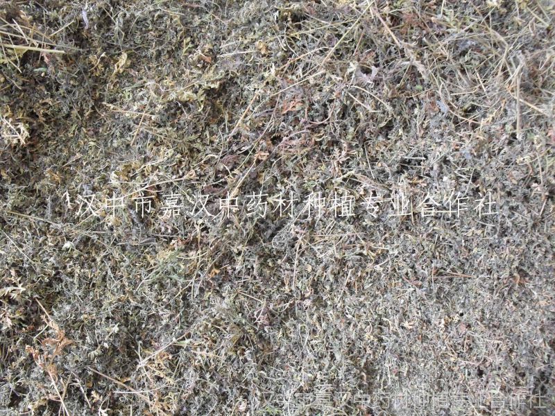 秦巴山区野生黄蒿籽黄花蒿种子又名草蒿青蒿臭蒿