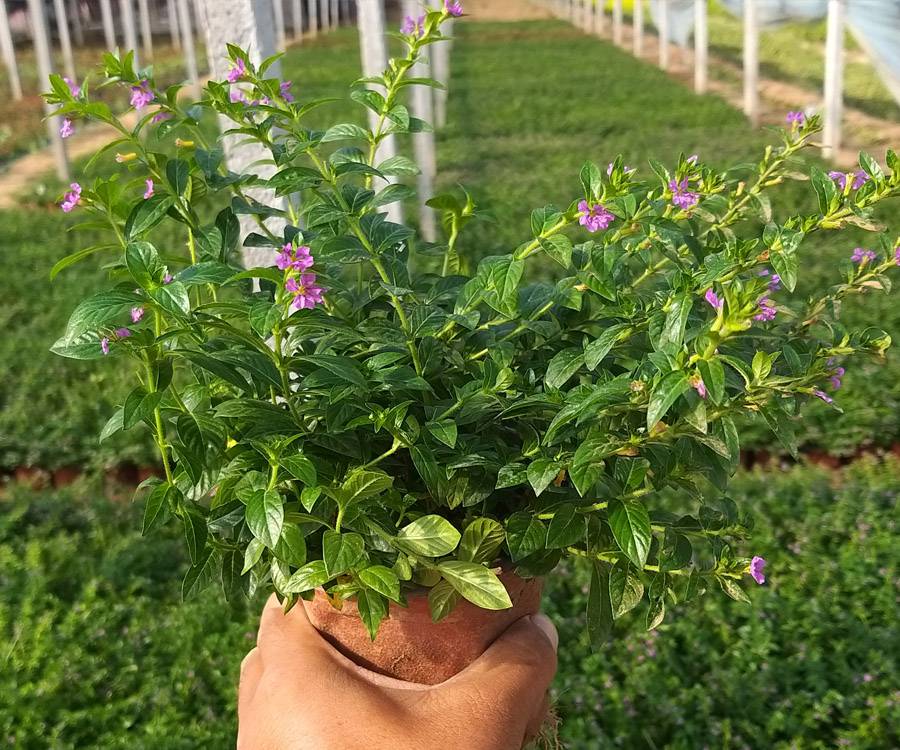 山东萼距花苗场绿化萼距花盆栽地被紫萼距花批发价