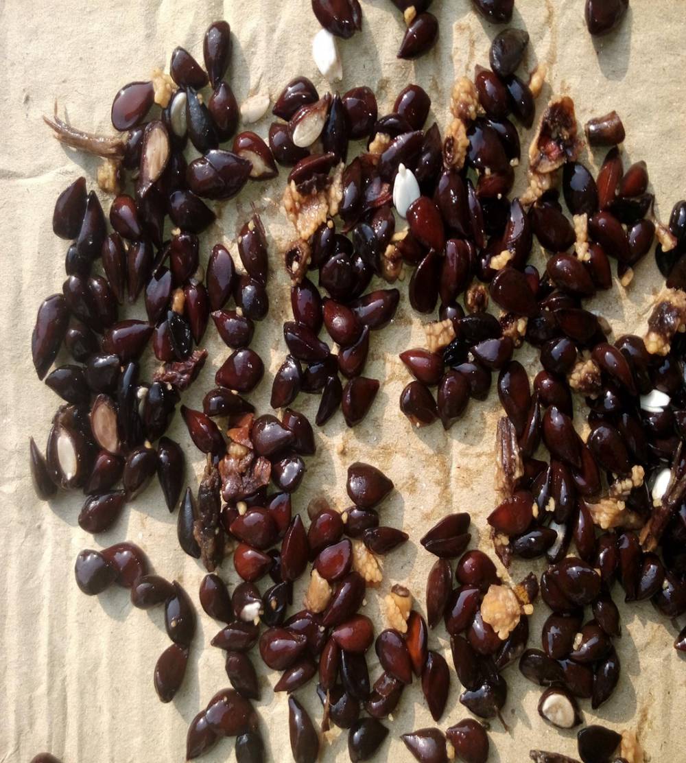 今年啥价山丁子耐储藏来电咨询砂梨种子品种多样