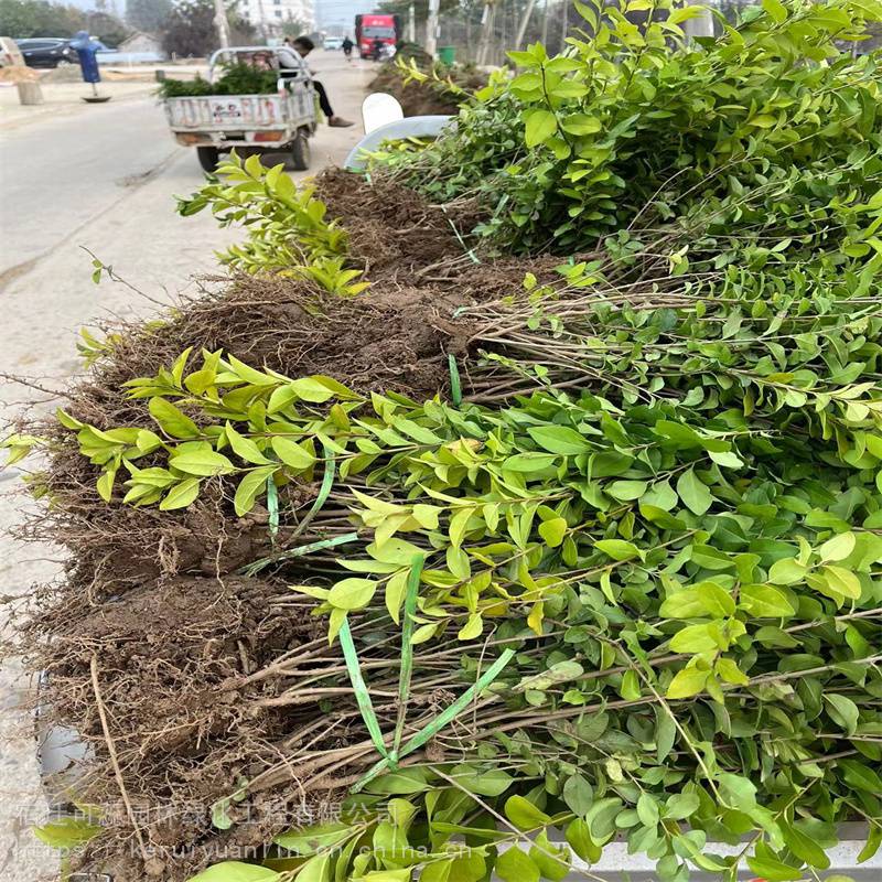 江苏苗圃金叶女贞苗绿篱苗35404550公分2个分支价格报价