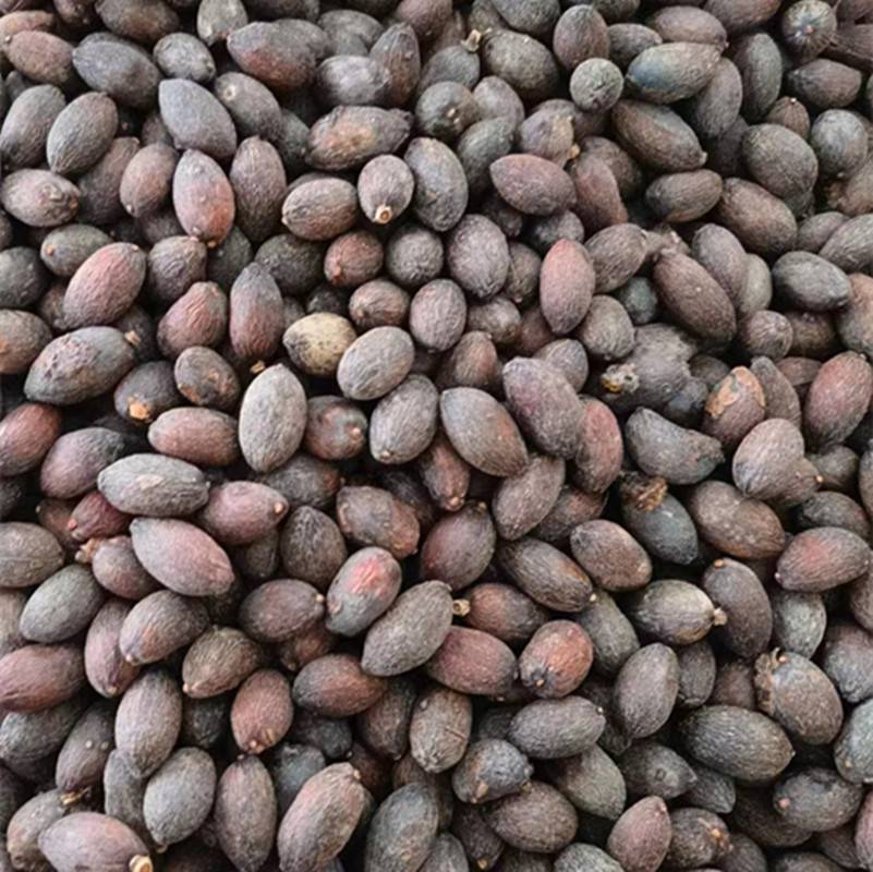 六顺堂狼牙菜倒扣草蛤蟆草黑老虎老鹤草鹿晗草安息香百蕊草