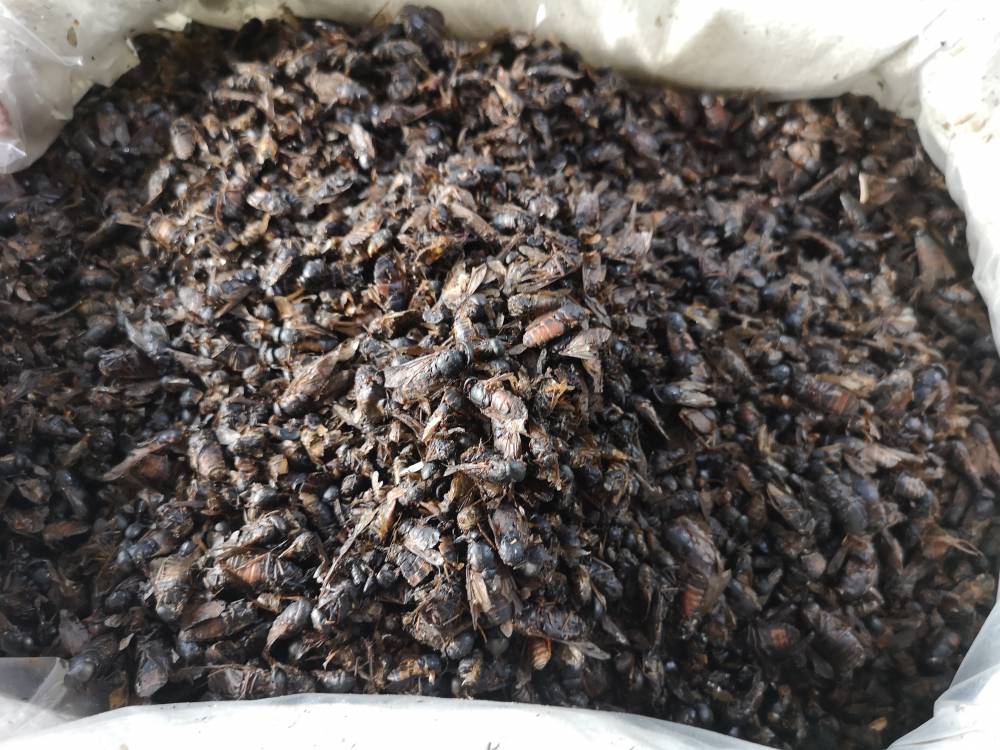 中药材牤虫功效与作用牛虻虫牛蚊子牛苍蝇牛蝇瞎蒙牛蝇子牛苍蝇瞎虻虫