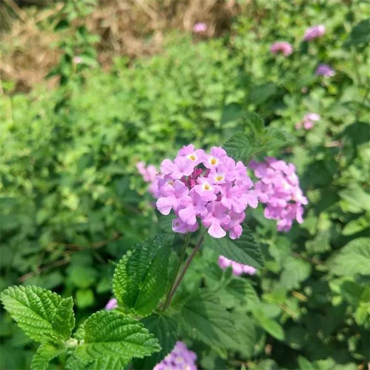 基地批发蔓马缨丹150杯苗紫花马樱丹庭院绿化地被景观花苗蔓马樱丹价格 中国供应商