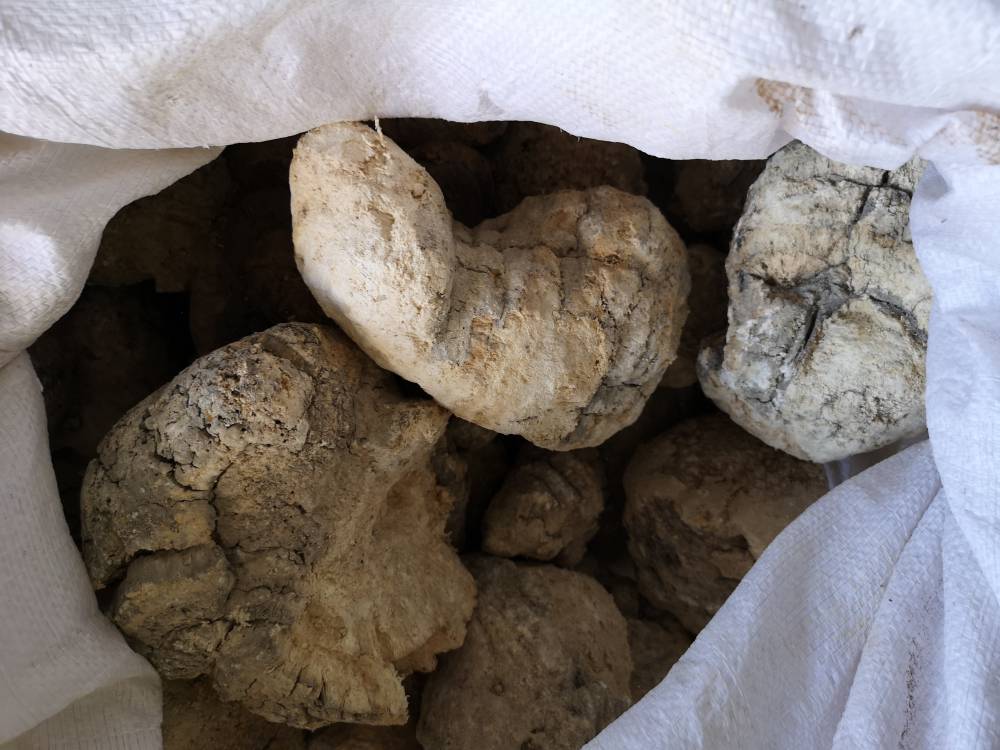 东北苦白蹄灵芝价格多少钱一斤