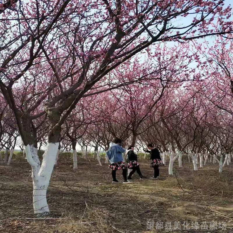 梅花行道樹高分枝點的梅花樹小行道樹梅花河北保定供應直徑1525cm