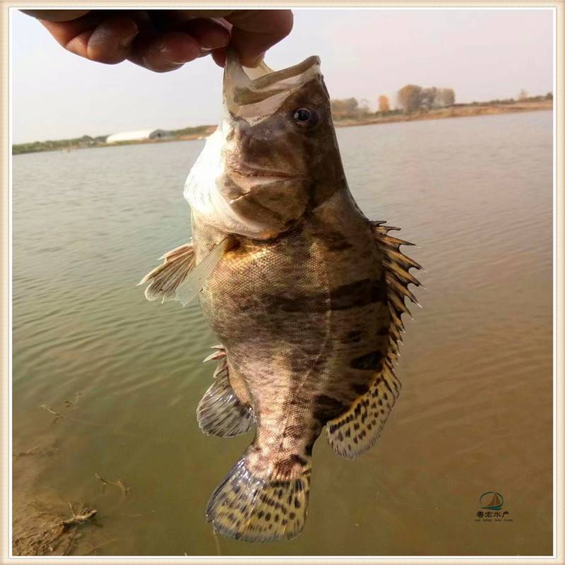 4米,保证池水的透明度在40公分以上,让桂花鱼健康生长.