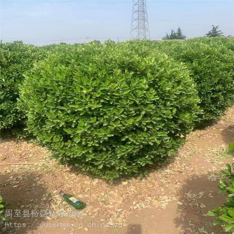 冬青球120公分渭南卖苗商 绿叶冬青球1.5米 绿植树苗基地