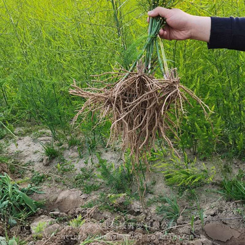 芦笋种苗2年以上根系发达种植一次受益10年