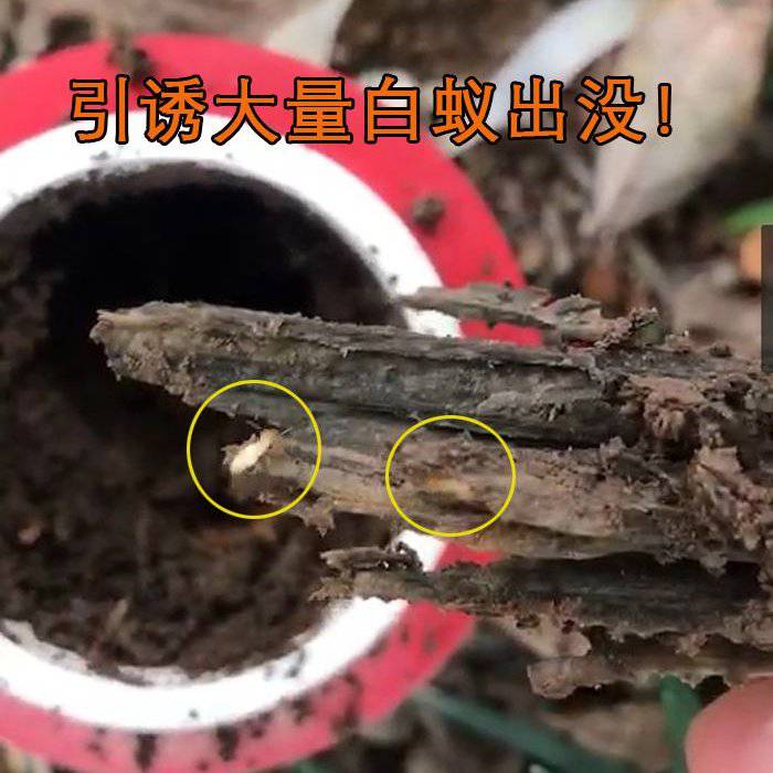 永修白蚁***所 门框除白蚁 新建建筑白蚁预防