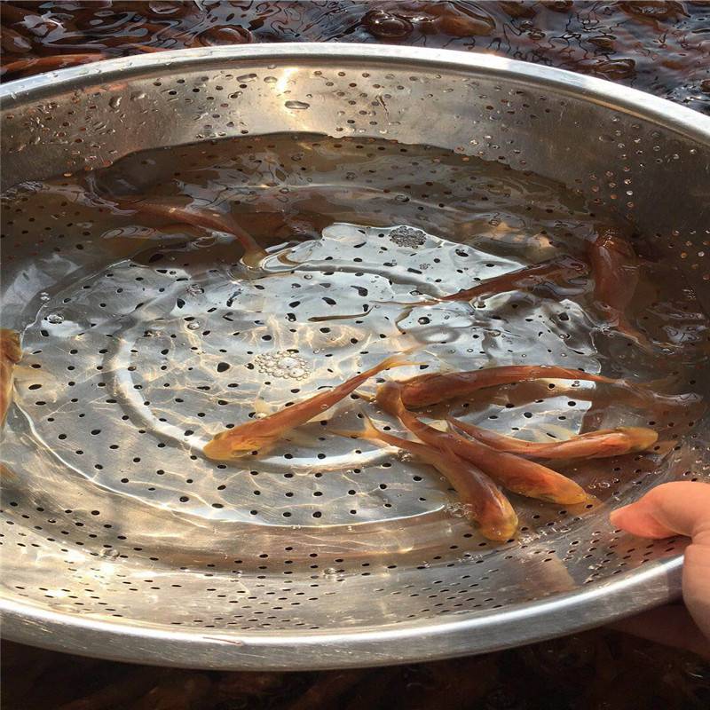 洛阳金大头鱼鱼苗场批发哪里有金大头鱼