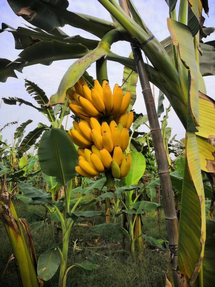 绿邦农业香蕉组培苗批发金粉矮粉广西农科院广粉一号西贡蕉