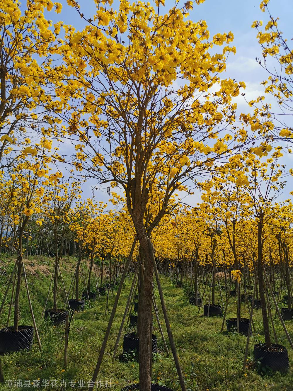 福建全冠洋红风铃木洋红风铃木产地洋红多花风铃木福建大量批发森华