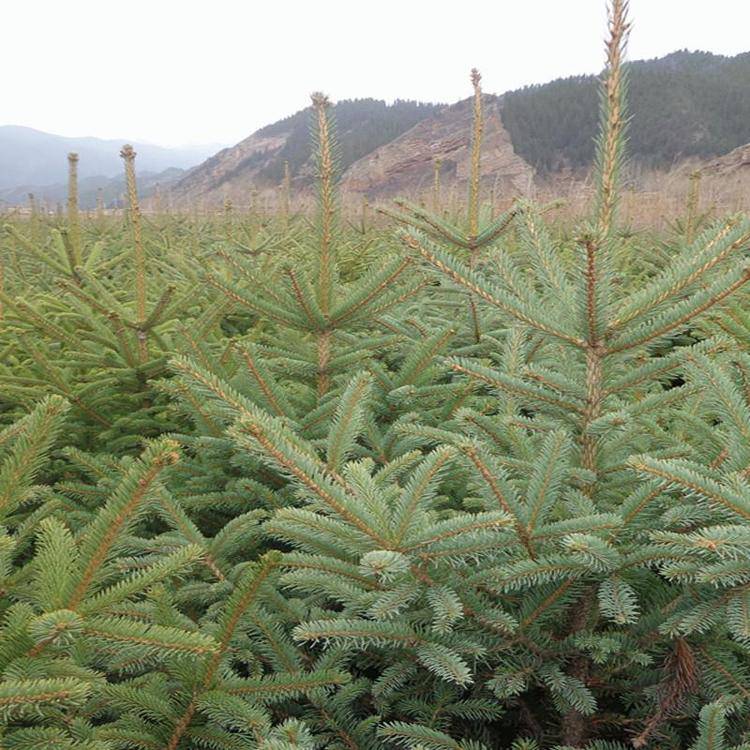 2米云杉树基地大量云杉树苗实生苗基地