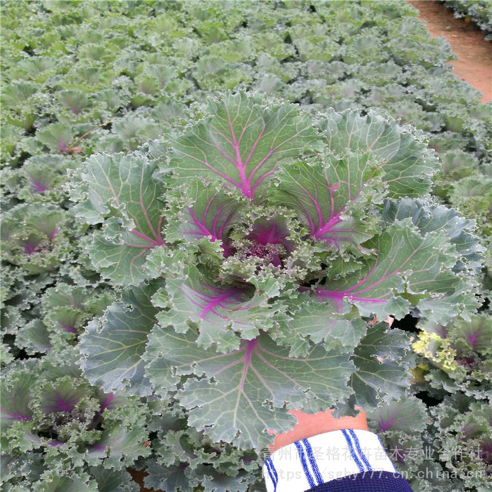 羽衣甘蓝基地常年种植羽衣甘蓝成活高
