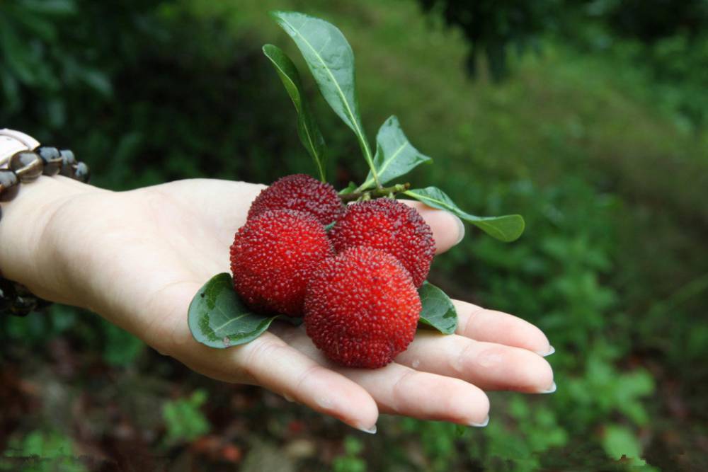 成都自酿发酵型杨梅酒梅子酒红梅酒纯原汁发酵无勾兑