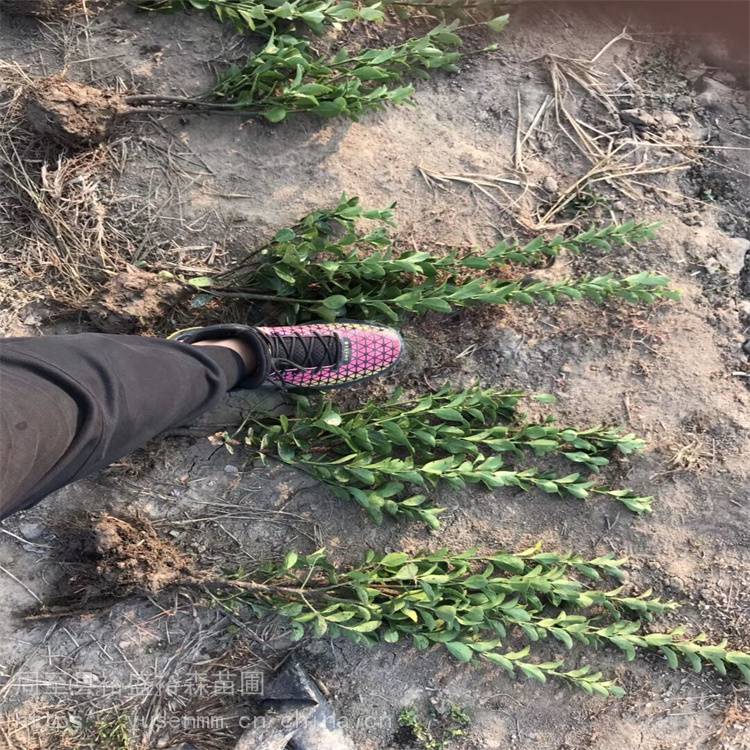 冬青球120公分渭南卖苗商 绿叶冬青球1.5米 绿植树苗基地
