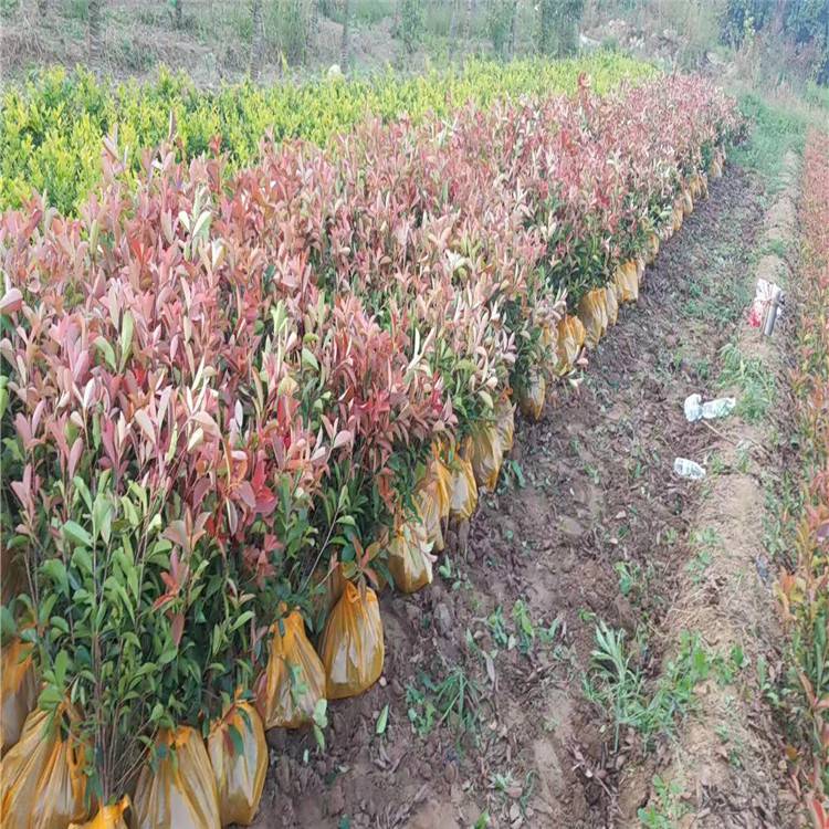 紅葉石楠種植基地叢生紅葉石楠火焰紅石楠