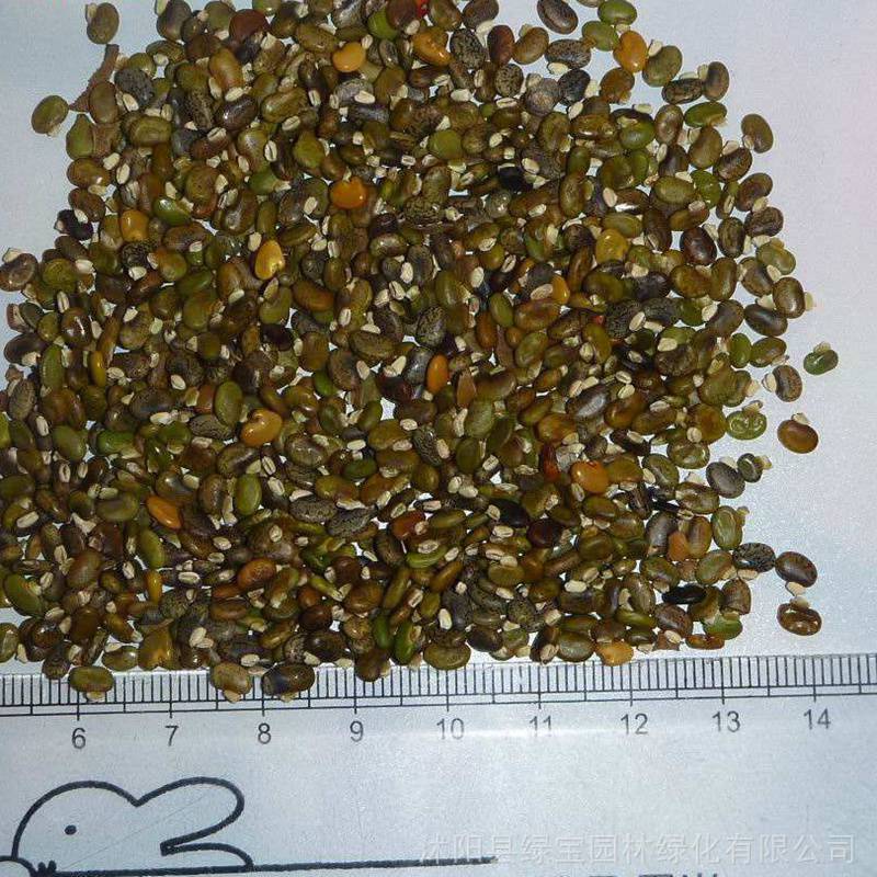 销售批发山毛豆种子园林绿化基地绿化护坡量大