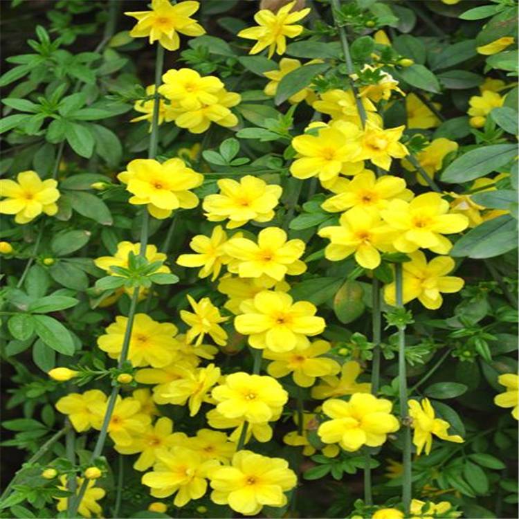 迎春土球好冠幅好花灌木乔木绿化欢迎来电