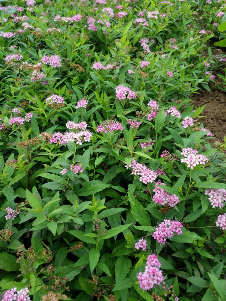 绿篱苗40公分高绣线菊价格50公分高绣线菊价格批发算多少钱一株