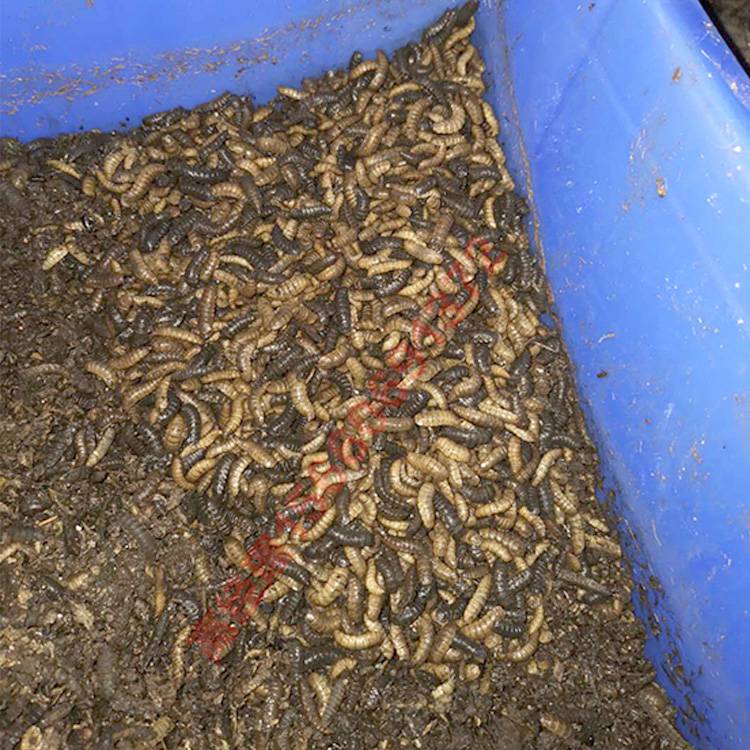 1230型黑水虻直线筛分机 虫粪分离筛 1.1kw黑虻虫大小