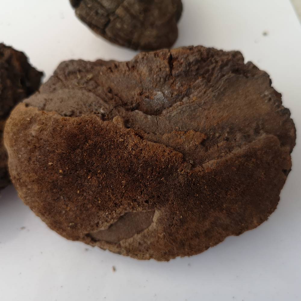 野生松针层孔菌批发价格松针层孔菌的功效