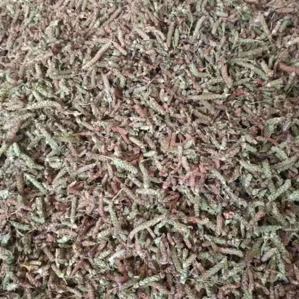 0产品特性夏枯草籽种类种子公司地址安徽 亳州 谯城区 十八里集东92号