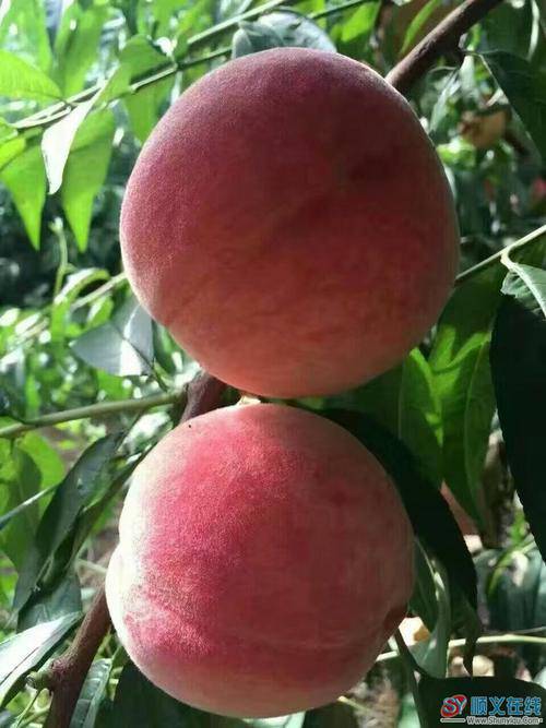 运城市早熟桃树新品种早凤王图片